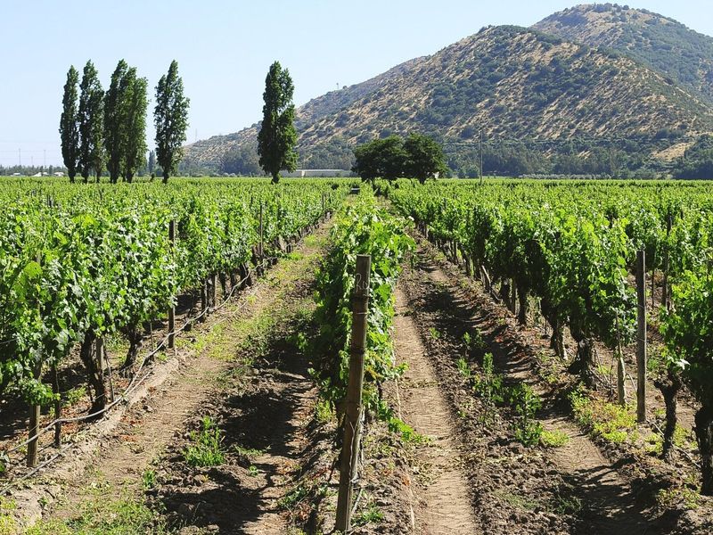 Vinhedo da Viña Santa Rita com montanhas ao fundo