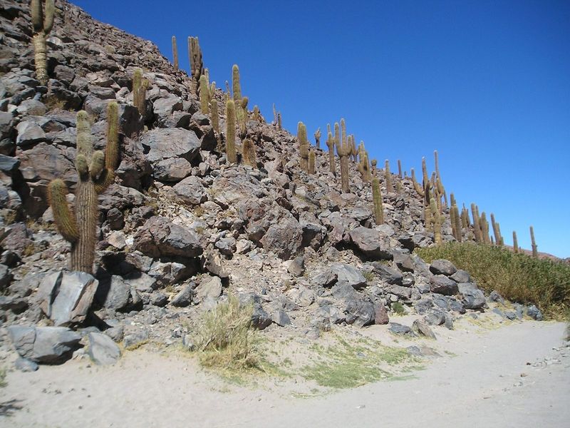 Cactos cardones na encosta de Guatin