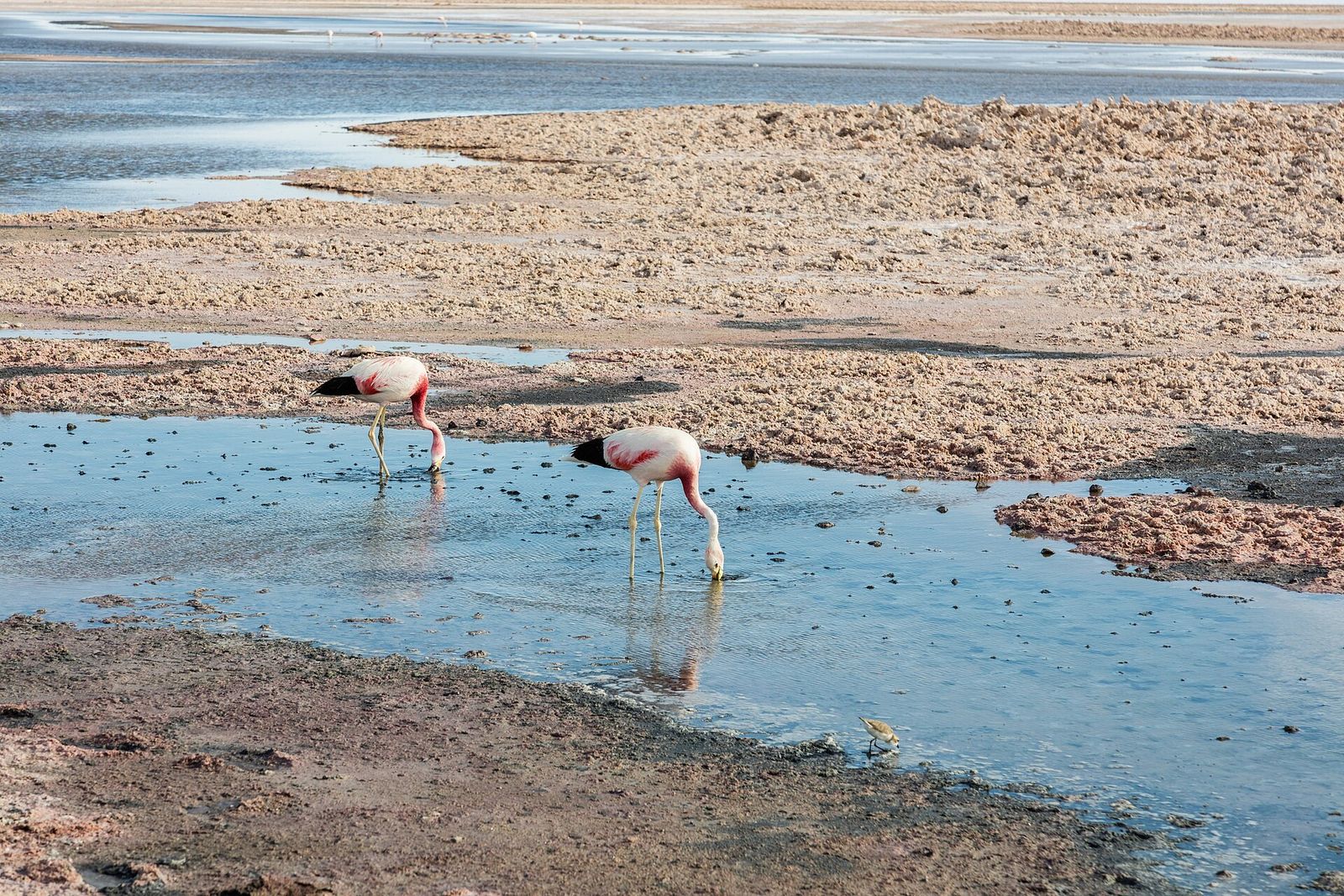 Flamingos na Laguna Chaxa, no Salar de Atacama