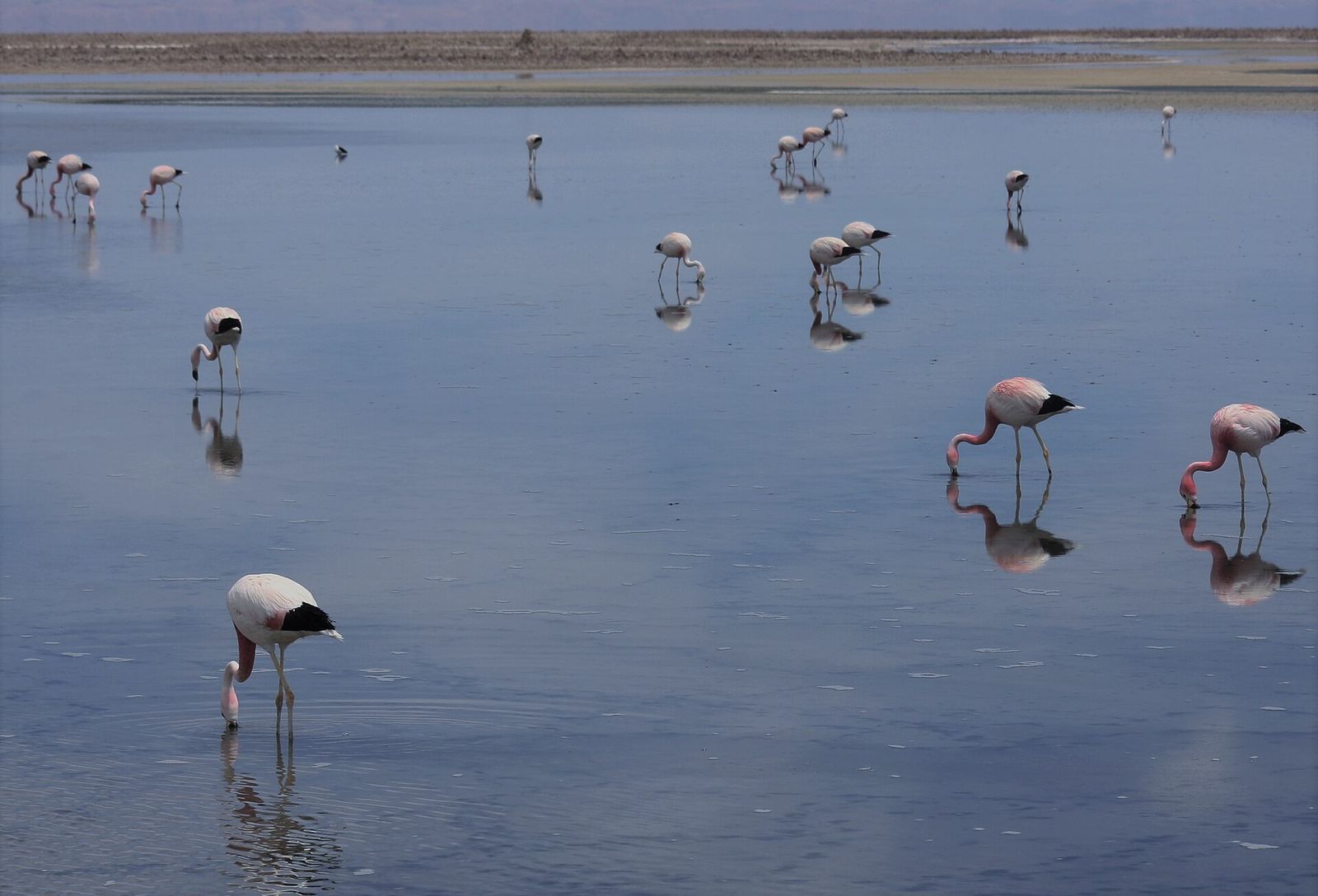 Flamingos na água rasa da Laguna Chaxa