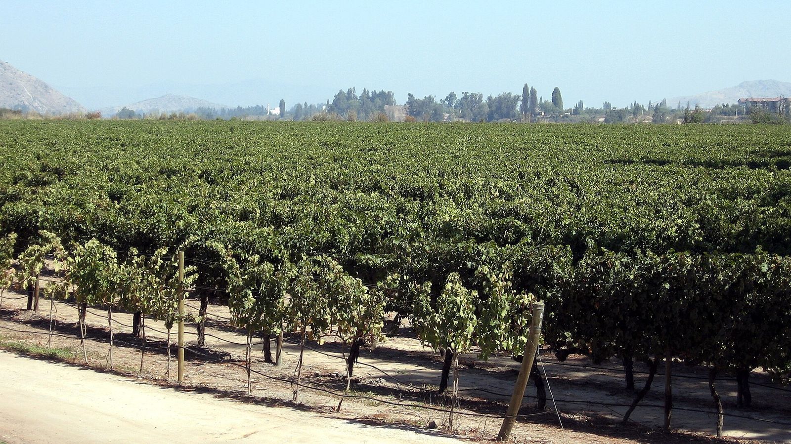 Vinhedo da Concha y Toro