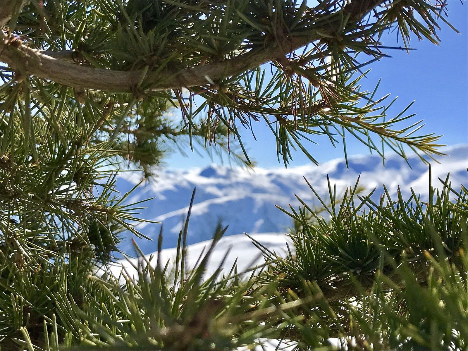 Galho de pinheiro com a cordilheira nevada ao fundo, em Farellones