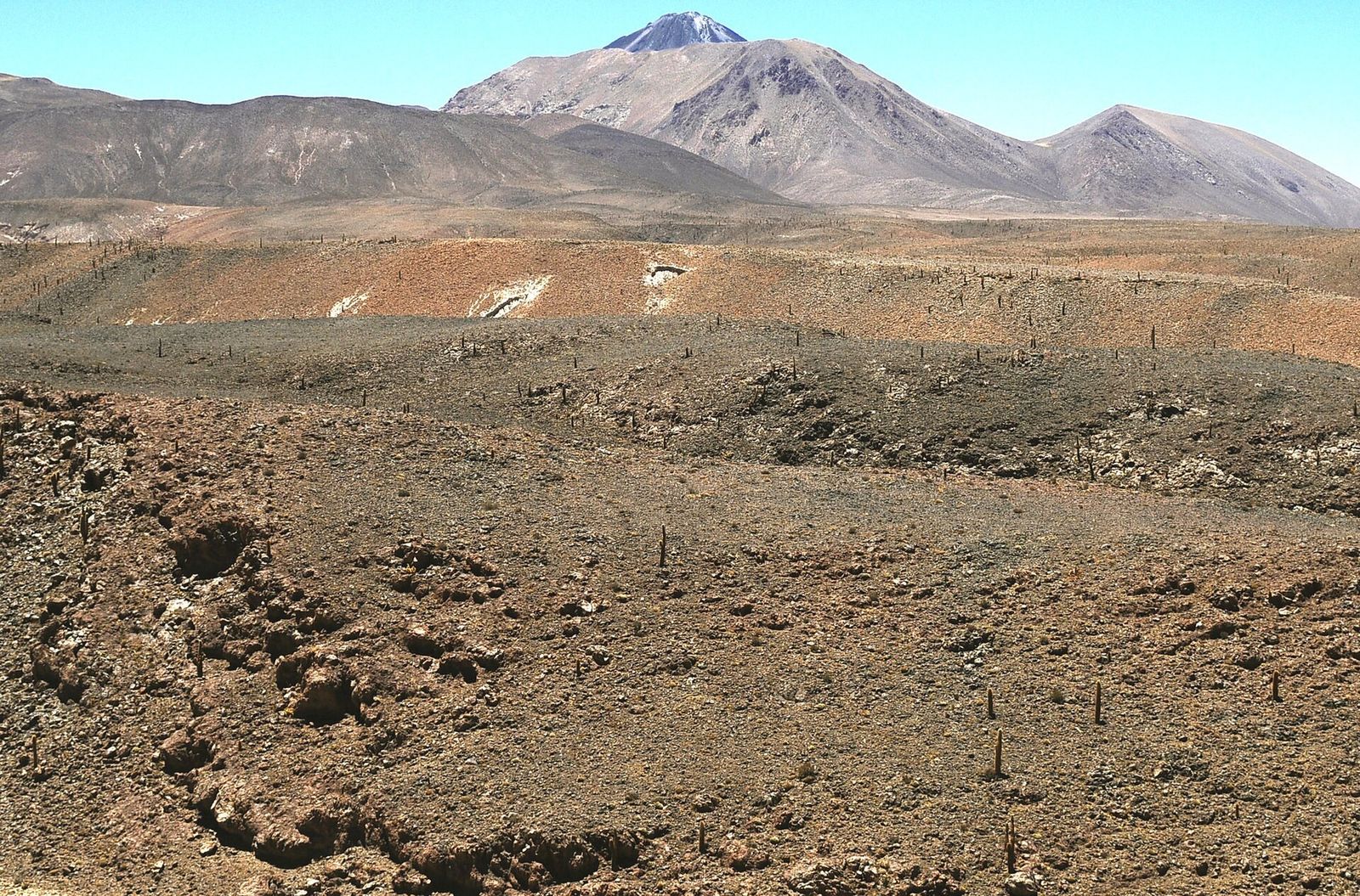 Paisagem de cardones no deserto perto de Guatin