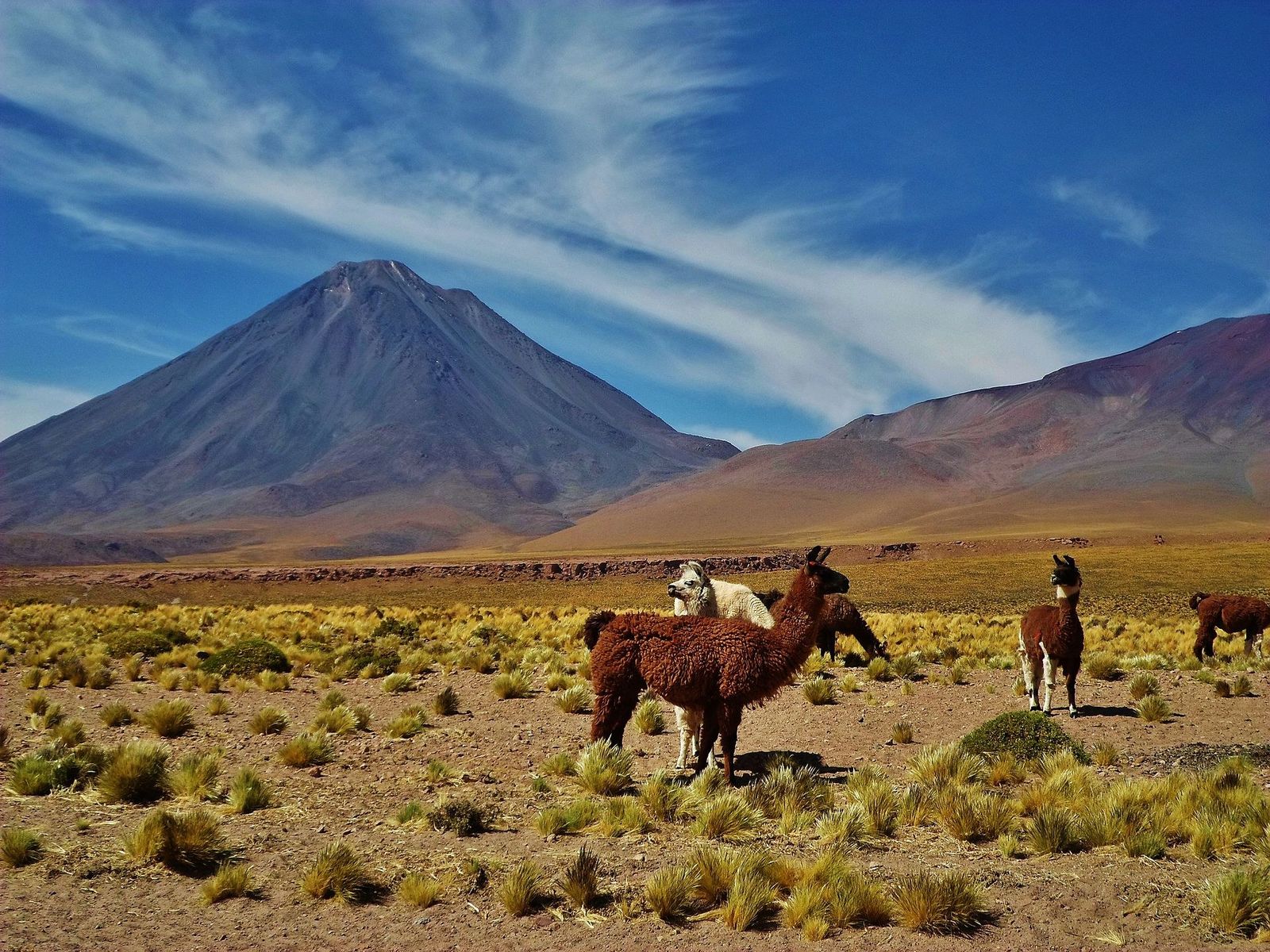 Lhamas no altiplano com o vulcão Licancabur ao fundo