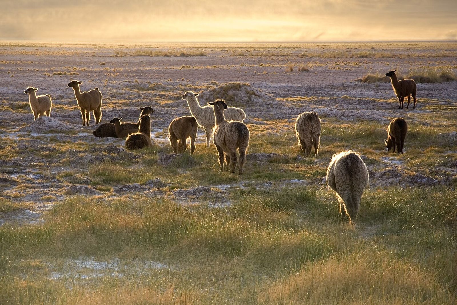 Lhamas pastando no fim de tarde perto de San Pedro de Atacama