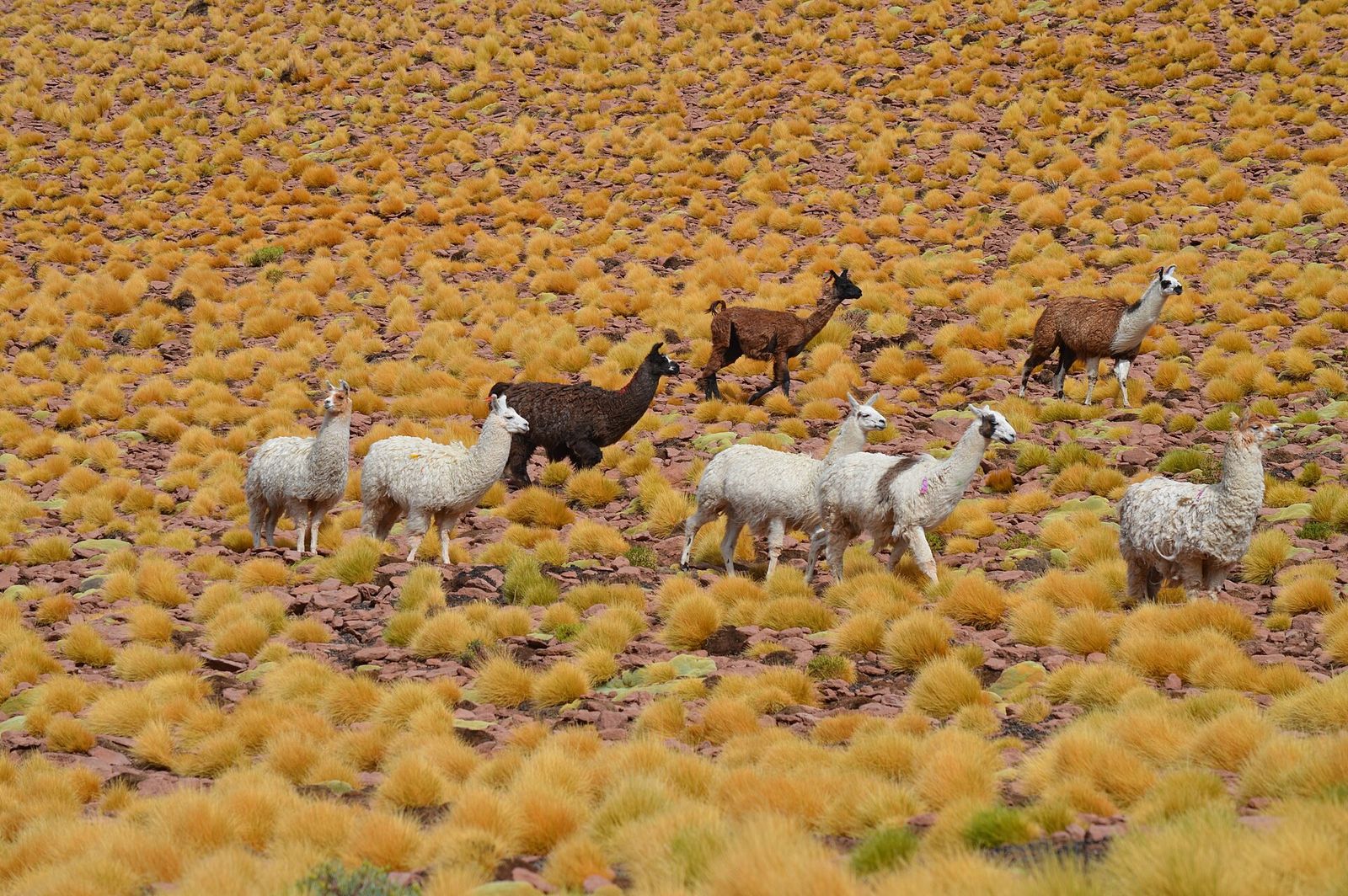 Lhamas no capim dourado do altiplano