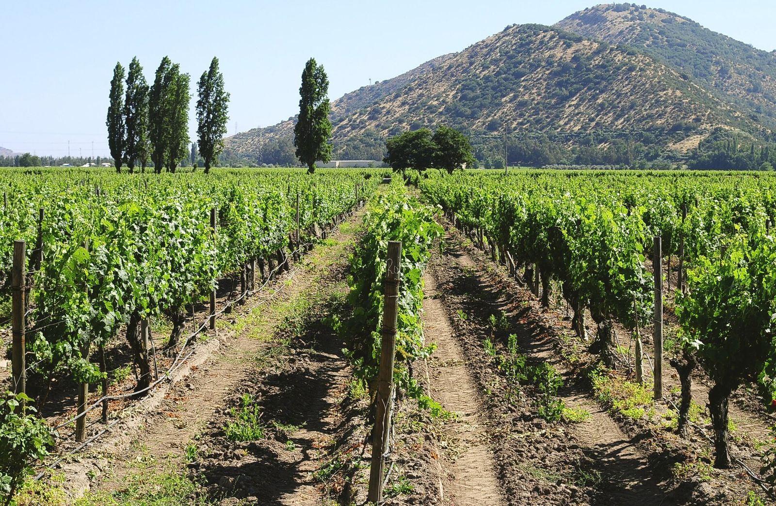 Vinhedo da Viña Santa Rita com montanhas ao fundo